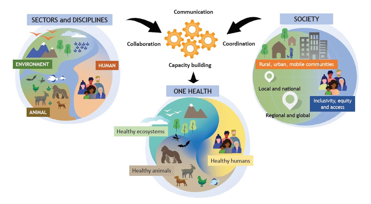 One Health è un approccio integrato e unificante che mira a bilanciare e ottimizzare in modo sostenibile la salute di persone, animali ed ecosistemi.