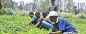 Una fattoria urbana convive con i condomini ad Addis Abeba, in Etiopia. Foto di Minasse Wondimu Hailu/Anadolu Agency via Getty Images